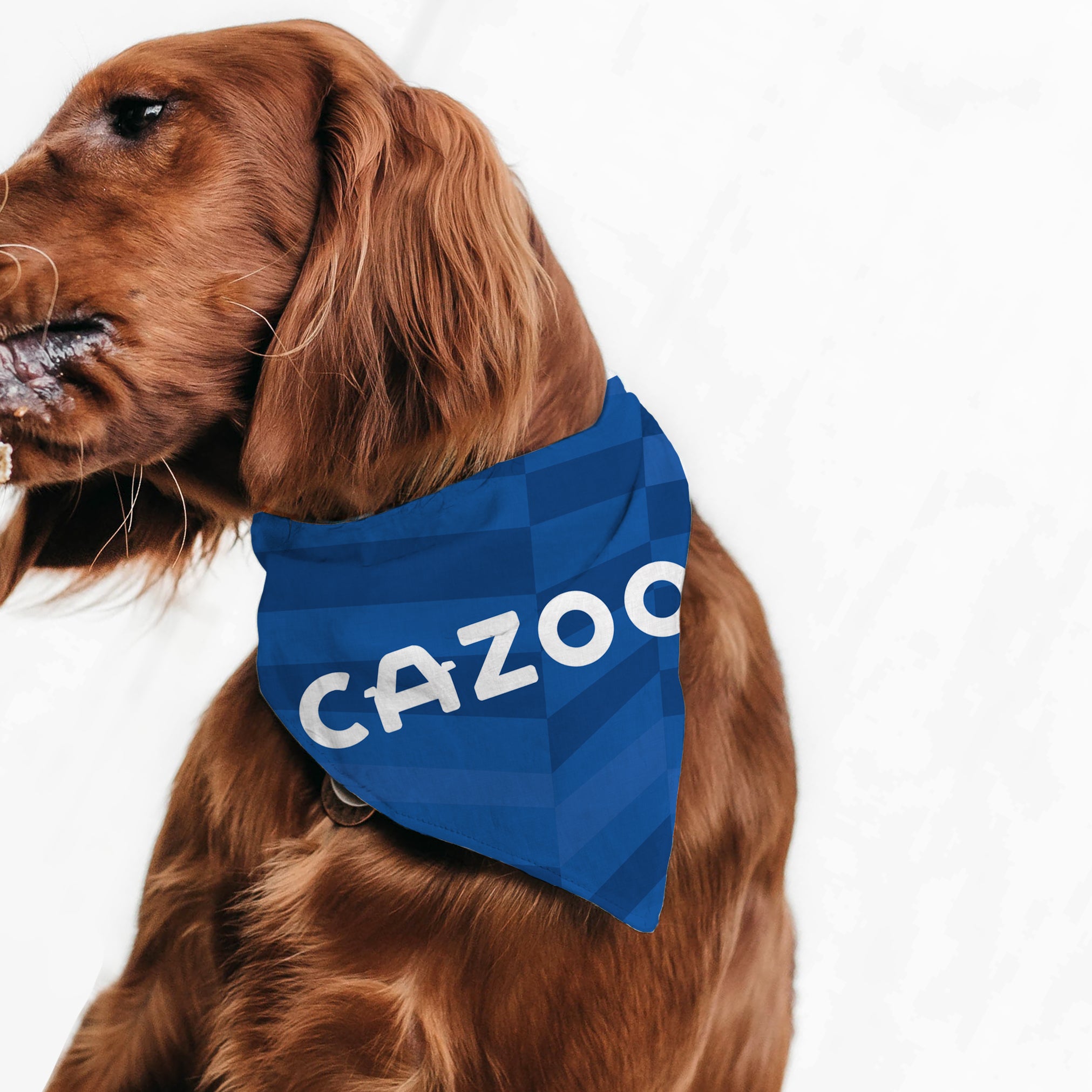 Everton 2024 dog bandana