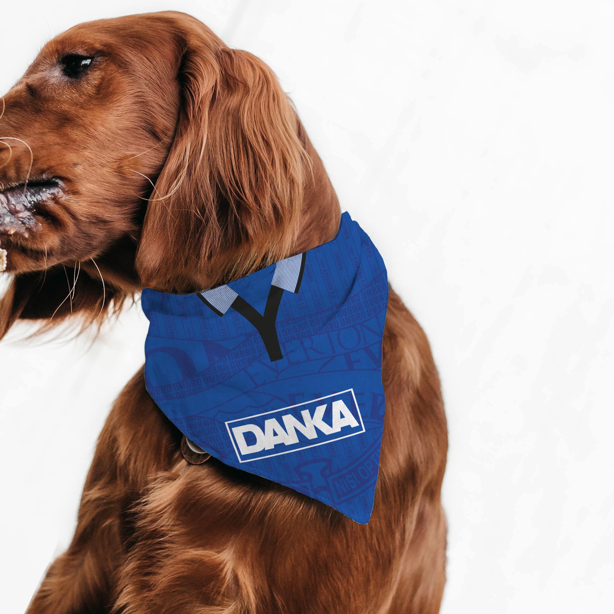 Everton dog coat sale